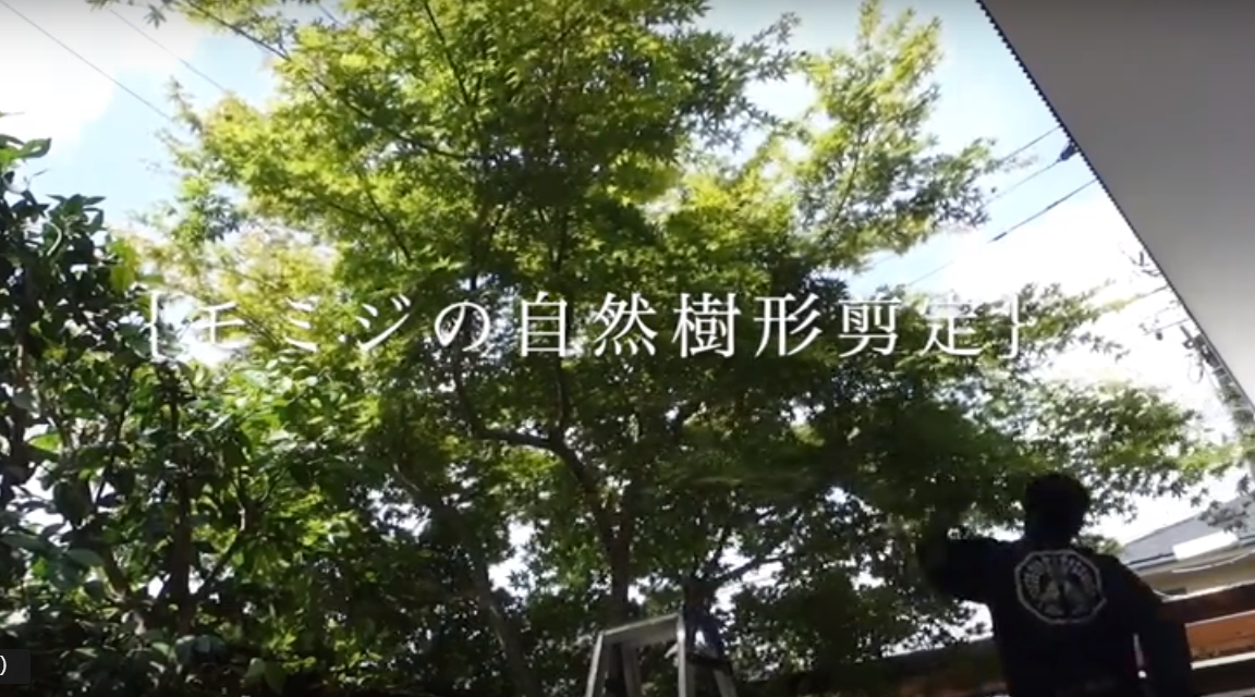 東京　庭木剪定｛モミジの自然樹形剪定｝
